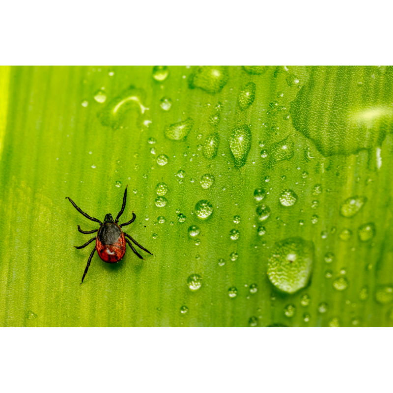 Svea Vaccin