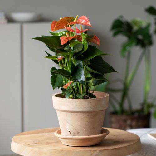 Anthurium
