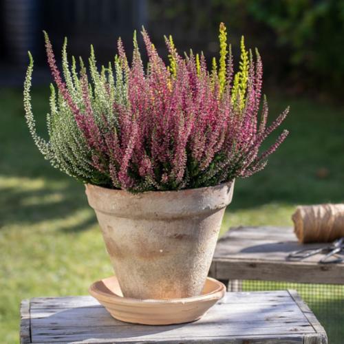 Calluna 'Trio' busk
