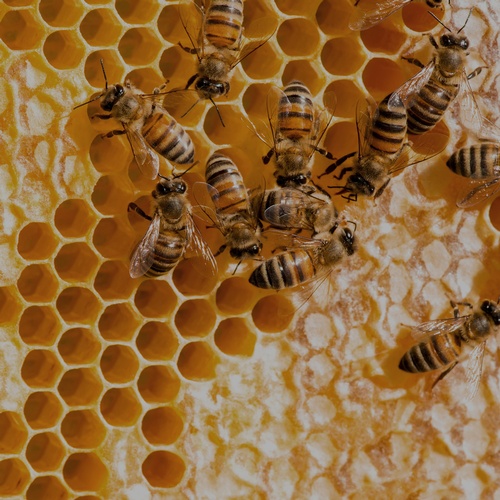 Visste du at vi lager vår egen honning?