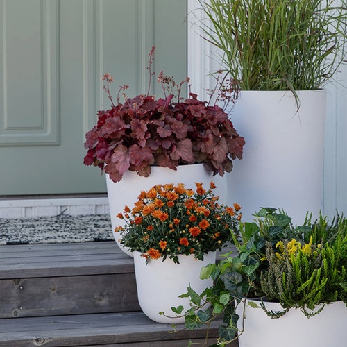 Vakre høstblomster