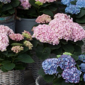 Hortensia Magical