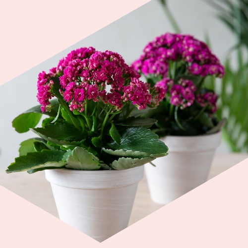 Handle for 500kr å få gratis blomst