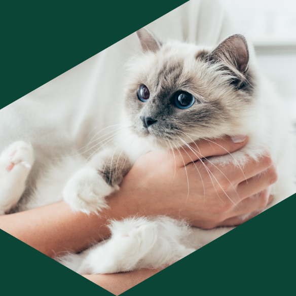 Pesaleidja ootab Rocca al Mare keskuse aatriumis!